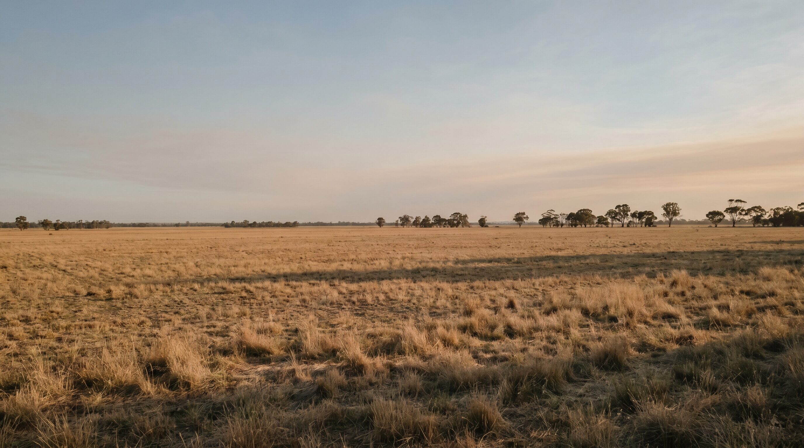 Vast flat golden paddock under a wide evening sky, nothing built on the land.
