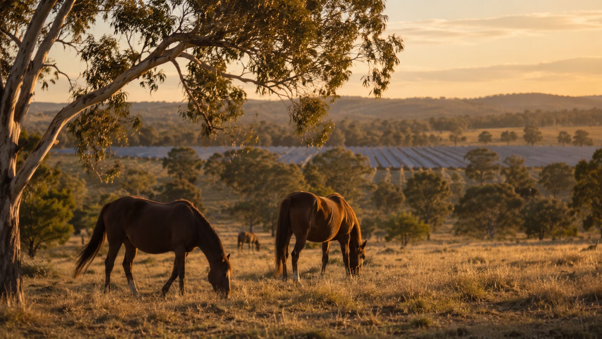 Horses grazing open pasture, the land returned to itself.